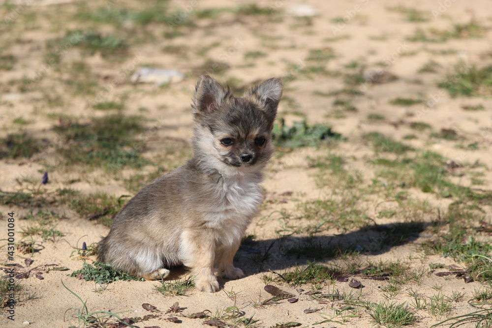 Obraz premium petits chiots chihuahuas à poils longs
