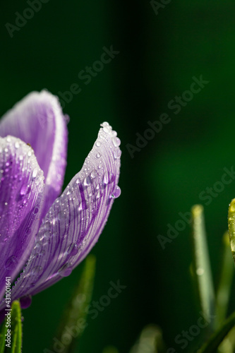 Obraz na plátně Blossom purple crocus flower in a spring day macro photography
