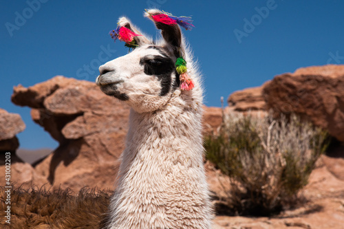Lhamas domesticadas na região do Deserto do Atacama no Chile. Elas são criadas para produção de lã. Chile. 
