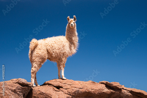 Lhamas domesticadas na região do Deserto do Atacama no Chile. Elas são criadas para produção de lã. Chile. 