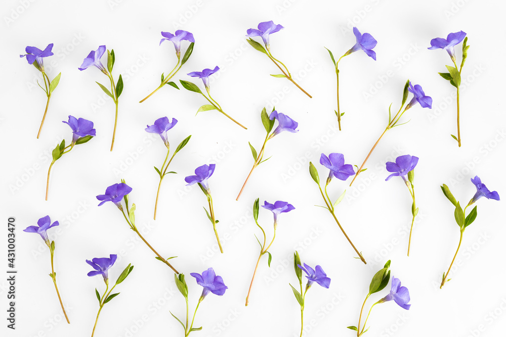 Flowers texture. Purple periwinkle flowers pattern on a white background.