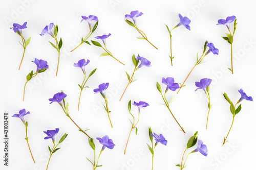 Flowers texture. Purple periwinkle flowers pattern on a white background.