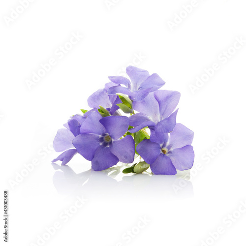 Beautiful blue periwinkle flower with isolated on white background. Purple flower.