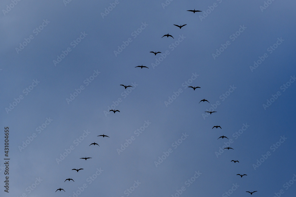 flock of birds flying in the sky