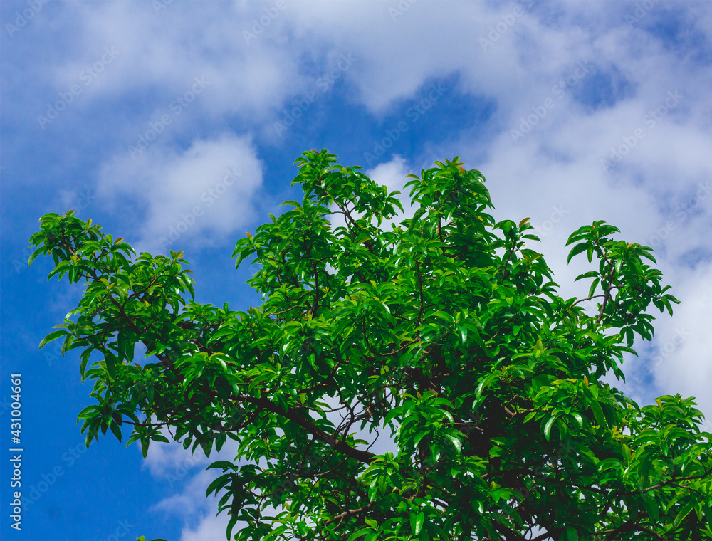 Fototapeta premium a very shady avocado tree with a beautiful sky backdrop