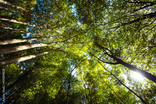 Trees from below in the forest at autumn. Landscape of the forest. Forest background photo.