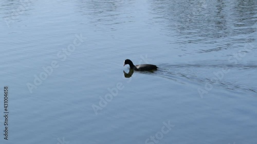 Coot bird swims in spring on a blue lake on a sunny day