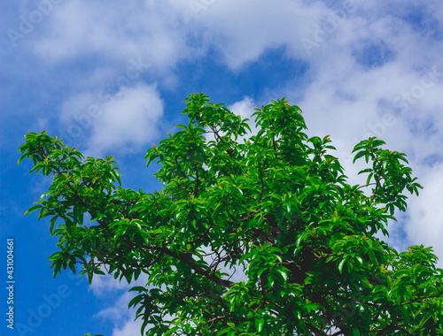 a very shady avocado tree with a beautiful sky backdrop