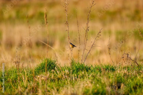 the chaffinch (Fringilla coelebs) feeding in the green field © Martins Vanags