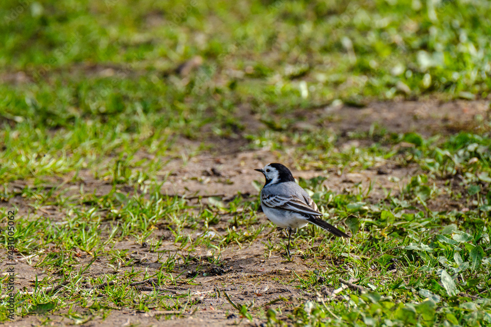 The white wagtail (Motacilla alba) feeding in the green field The white wagtail (Motacilla alba) feeding in the green field