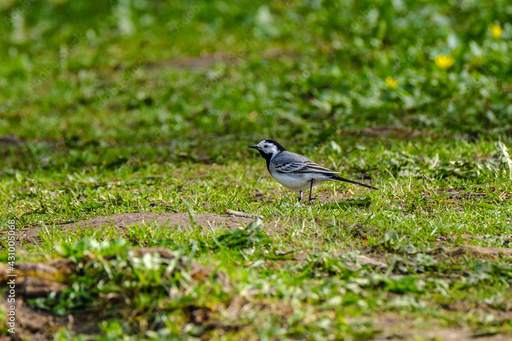 The white wagtail (Motacilla alba) feeding in the green field The white wagtail (Motacilla alba) feeding in the green field