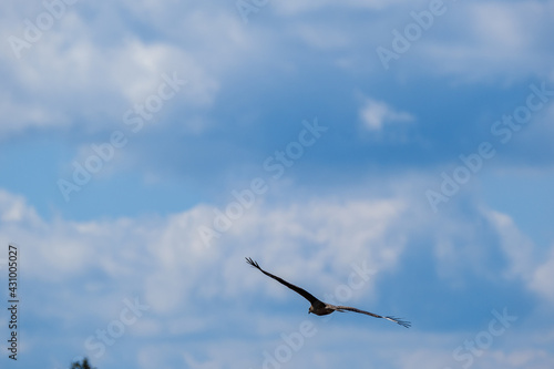 flock of birds flying in the sky