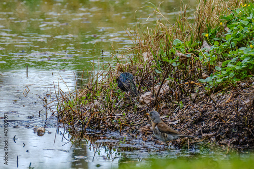 The common starling or European starling (Sturnus vulgaris) feeding in the green field