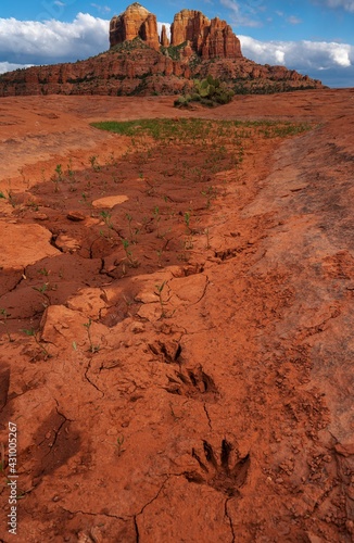 Racoon tracks to Cathedral Rock