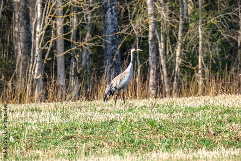 Fototapeta premium Grus grus (common crane) feeding in the field and gathering branches