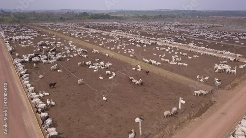 Aerial drone view of many oxen grazing on sunny summer day on feedlot cattle farm in Amazon, Para, Brazil. Concept of agriculture, environment, ecology, economy, exportation, meat, livestock, co2. 4K photo