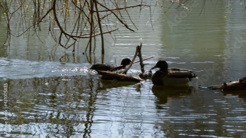Coot bird drags a stick to build a nest