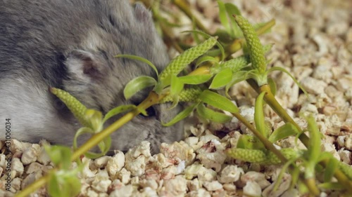 Little dzungarian hamster buries food in corn filler, macro