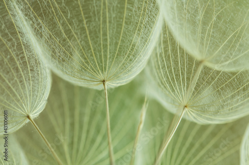 Abstract dandelion flower background. Seed macro closeup. Soft focus. Vintage style.