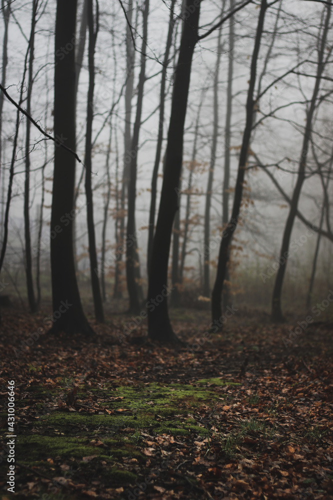 autumn forest in the fog