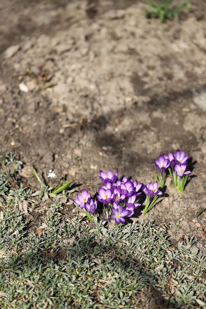 The primroses have blossomed. Saffron. Crocus flowers. First spring flowers. The primroses have blossomed. Saffron. Crocus flowers. First spring flowers.
