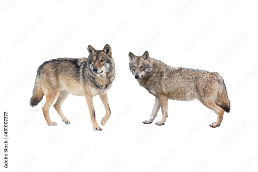 Obraz premium wolf and she-wolf isolated on white background