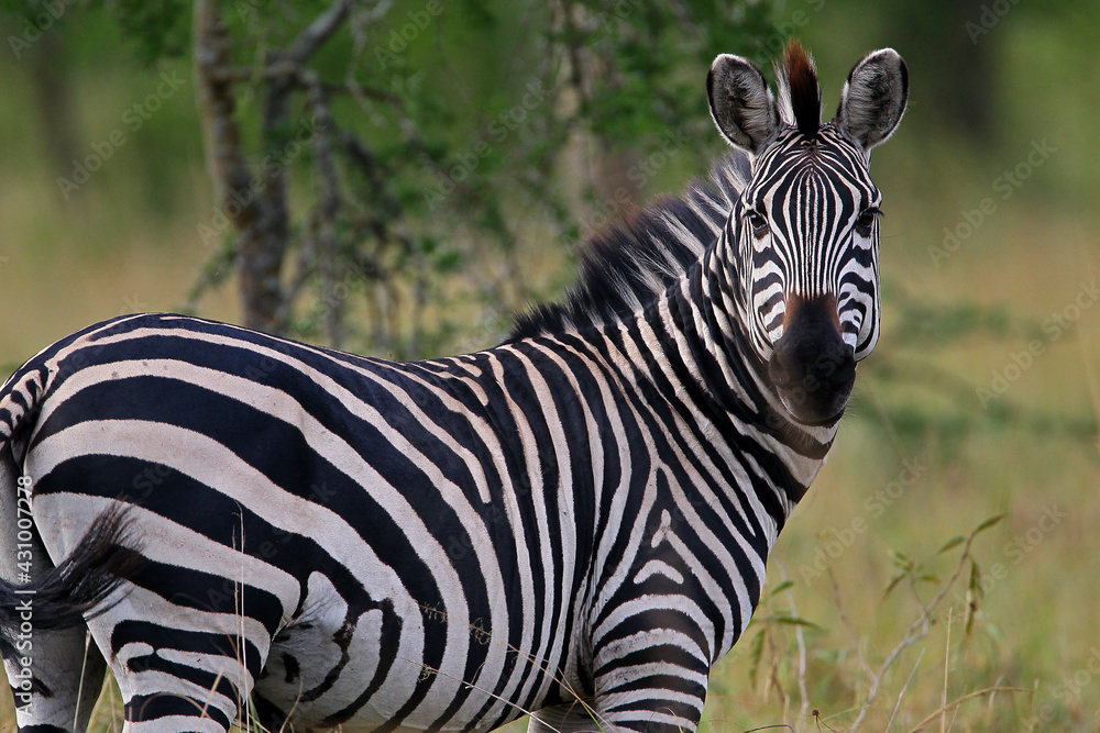 Fototapeta premium Zèbre (equus hippotigris)