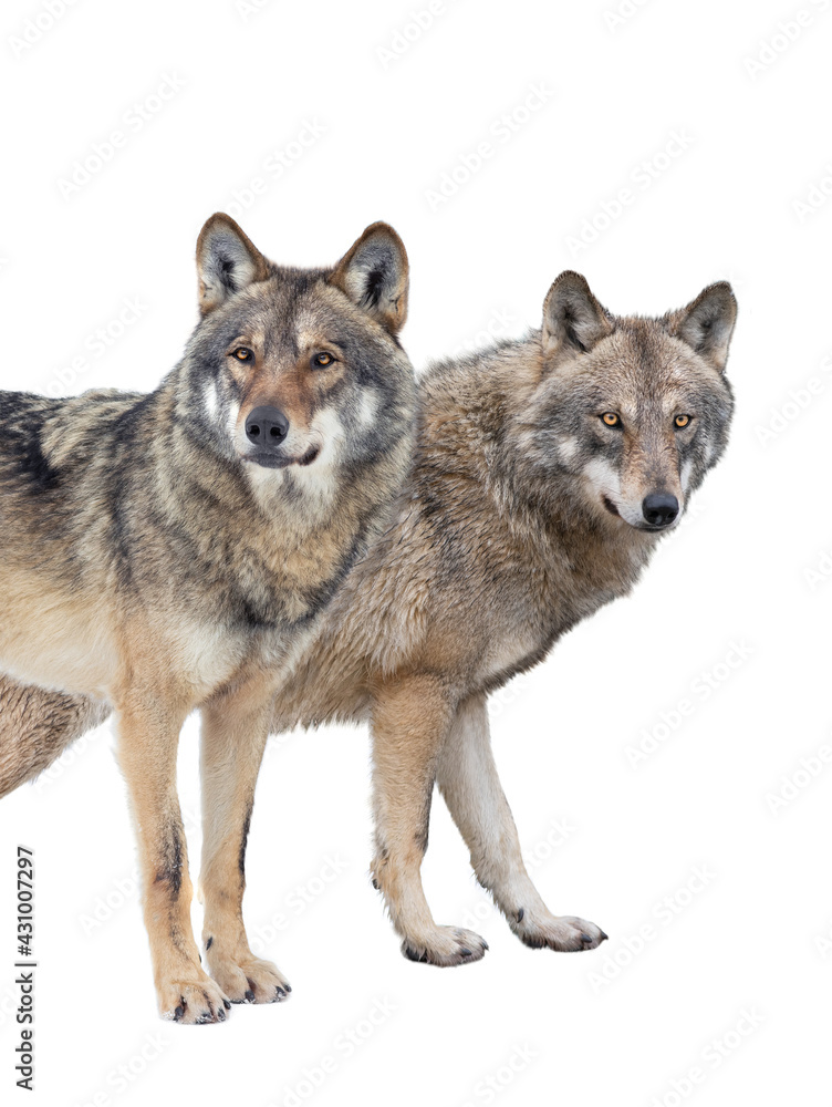Obraz premium wolf and she-wolf isolated on white background