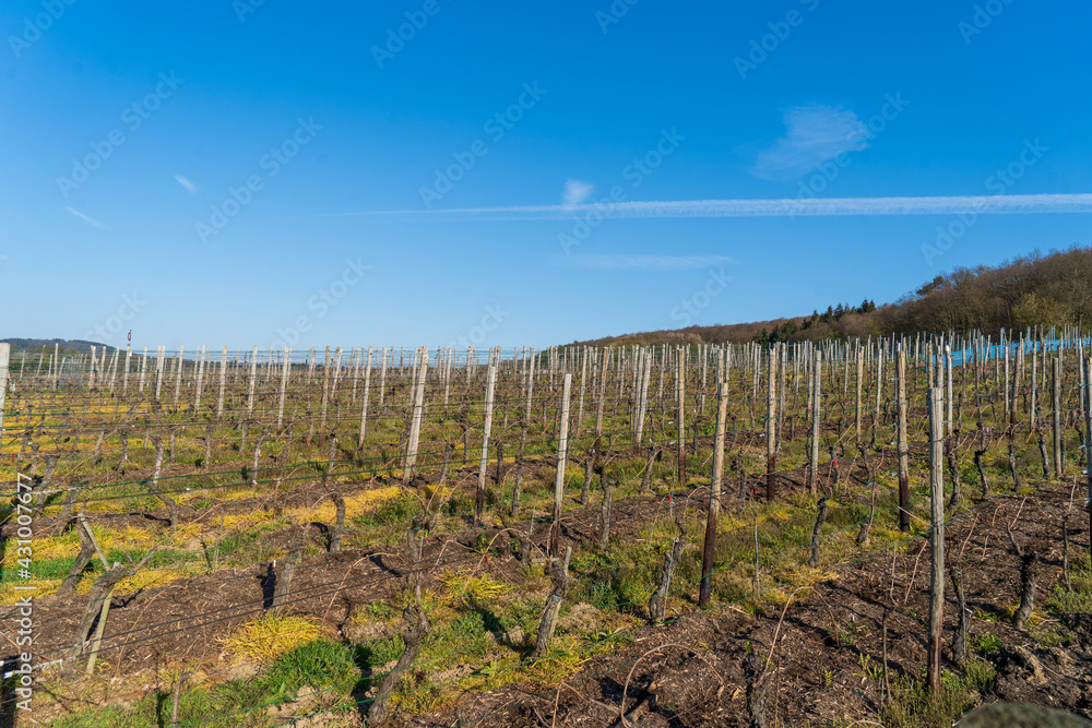 Fototapeta premium In der Gegend um Koblenz