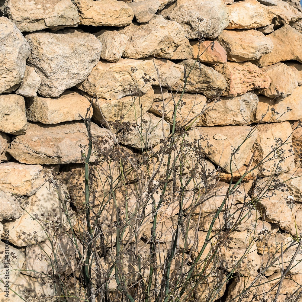 Fototapeta premium Malta, Marsaxlokk, August 2019. Natural stone wall and dry plant.