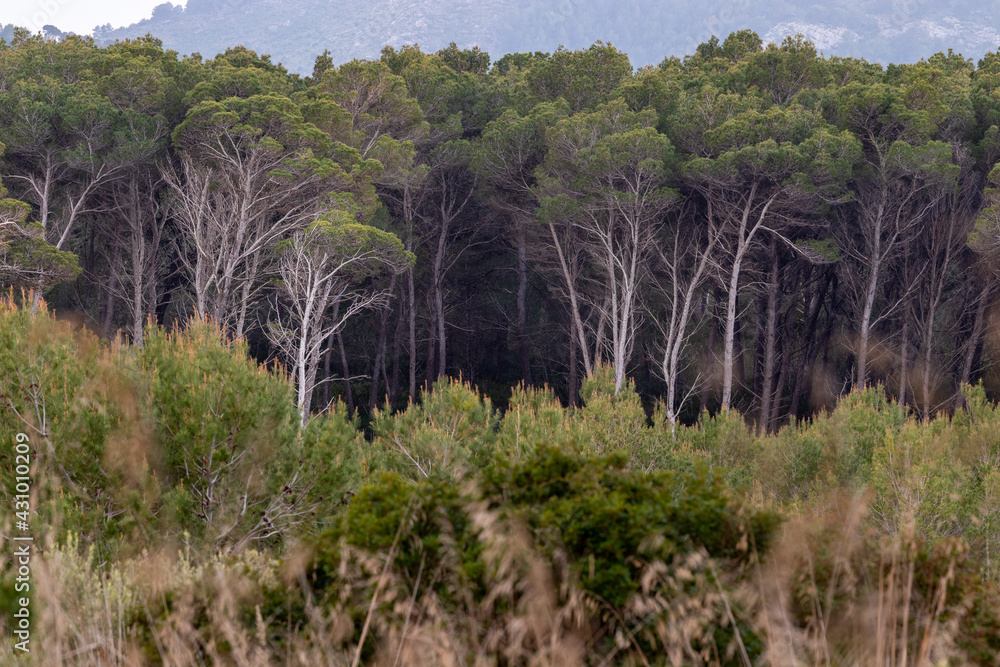 Mediterranean landscape with pine tree forest seen through grass in evening light in mallorca. Mediterranean landscape with pine tree forest seen through grass in evening light in mallorca.