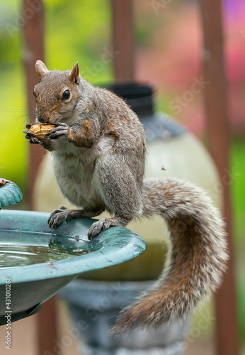Squirrel mounts the fountain top find a peanut