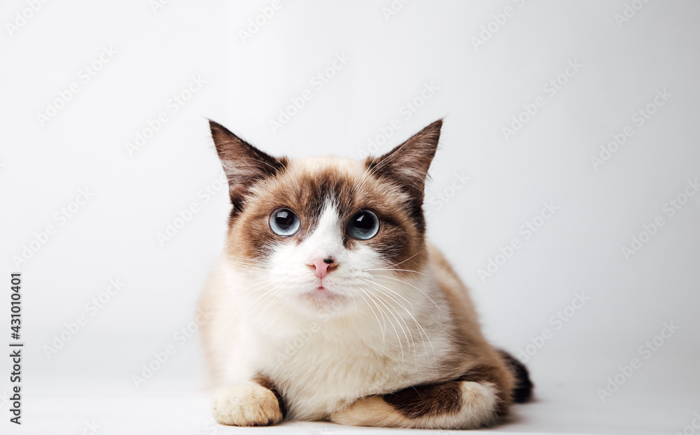 cute fluffy cat on a white background 