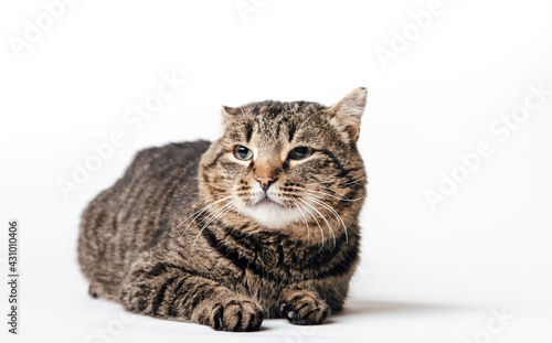 cute fluffy cat on a white background 