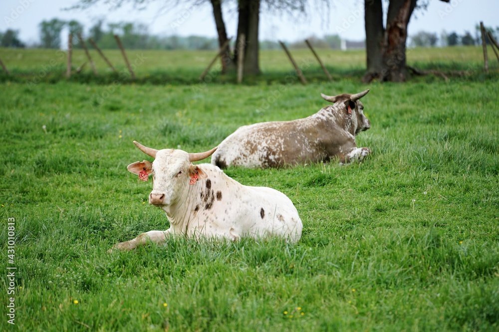 Obraz premium Cows on a farm field resting