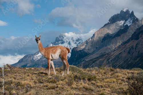 GUANACO (Lama guanicoe) Torres del Paine - Chile, Patagônia chilena