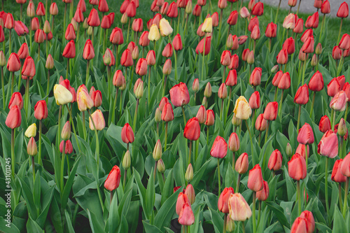 Red Tulips