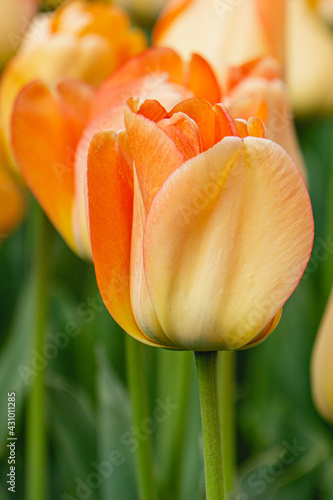 Peach Tulip Close Up