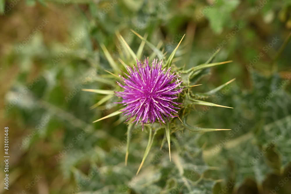 A close up of a purple Galactites tomentosus moench. A close up of a purple Galactites tomentosus moench.