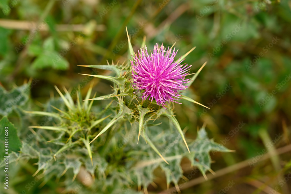 A close up of a purple Galactites tomentosus moench. A close up of a purple Galactites tomentosus moench.