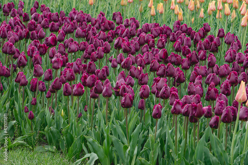 Dark Purple Tulips
