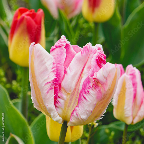 Pink and Yellow Parrot Tulip