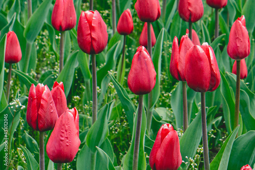 Red Tulips 