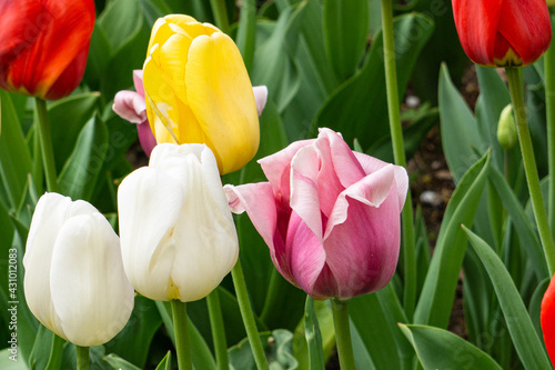 Tulips