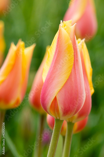 Multi Colored Tulip Close Up