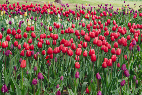 Red Tulips