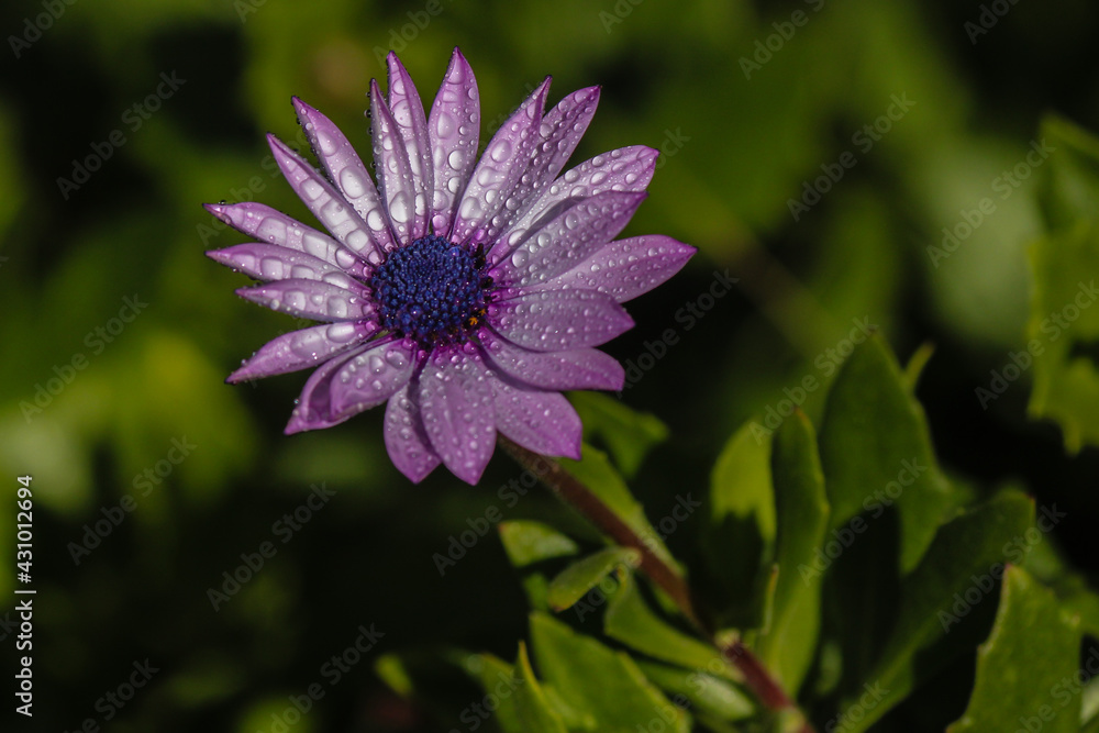 Obraz premium Flora at M'Skala, Malta