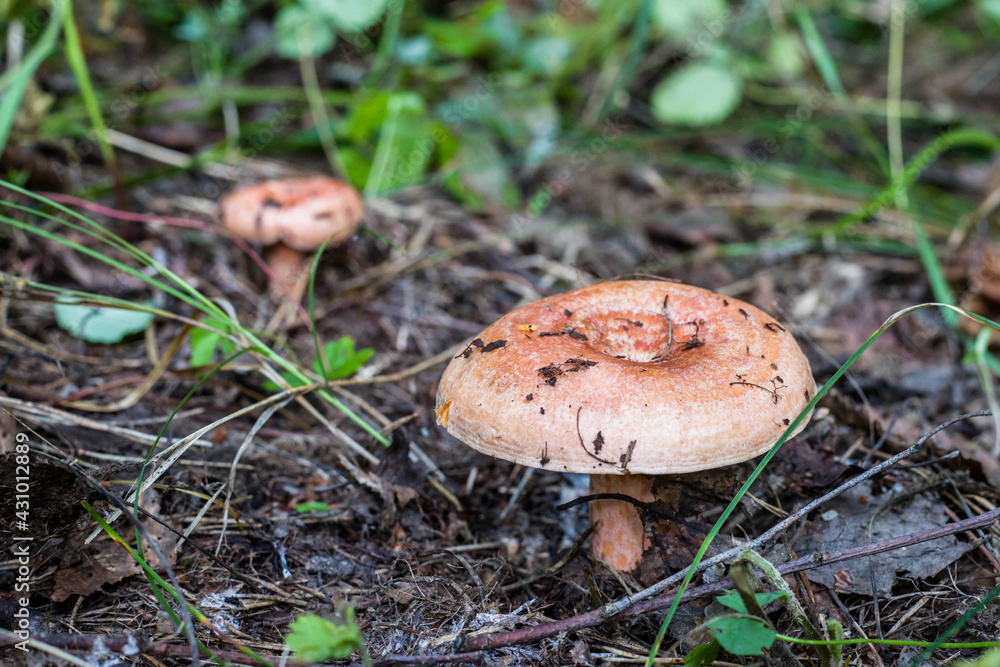 Pink mushroom close-up in the forest under the leaves. Concept: collecting edible mushrooms in the forest. Pink mushroom close-up in the forest under the leaves. Concept: collecting edible mushrooms in the forest.