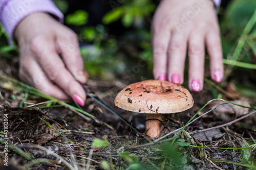 A woman cuts a mushroom with a knife in the forest. Search for mushrooms in the forest. A woman's hands, a knife, a mushroom.