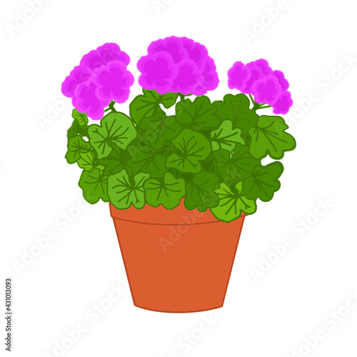 Hot Pink Geranium